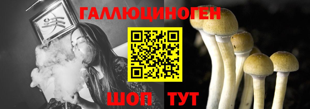 Галлюциногенные грибы Psilocybe Гудермес